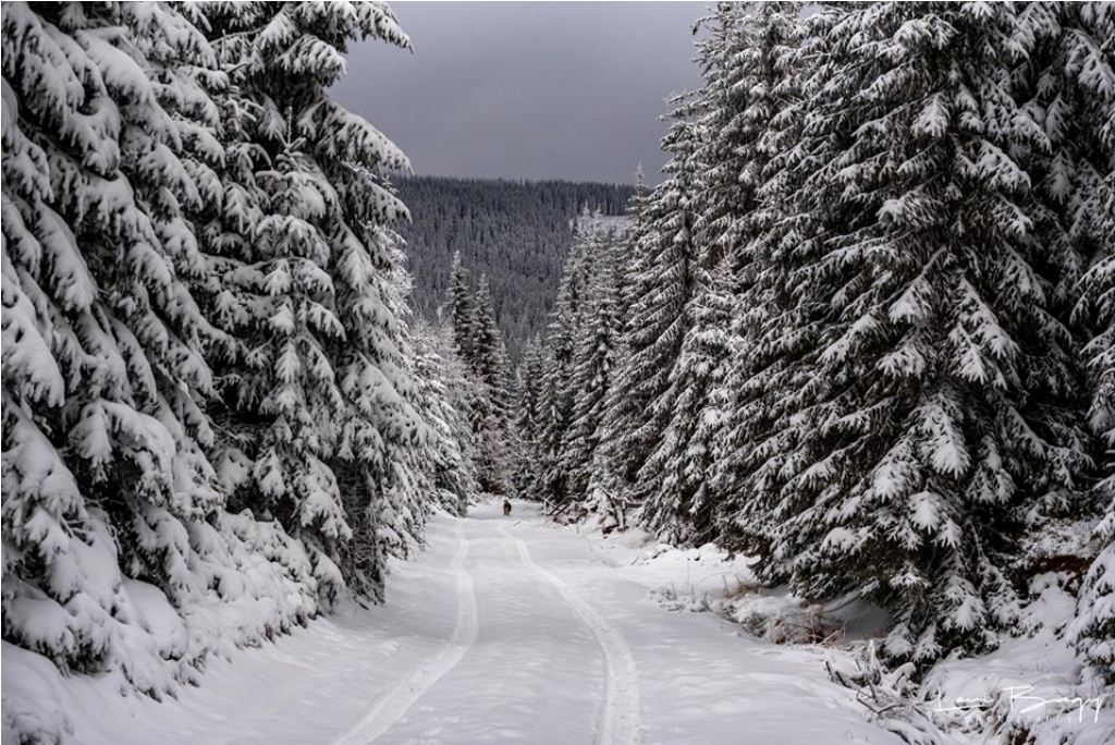  Plimbare Muntele Baisorii - Levi Bagy Photography