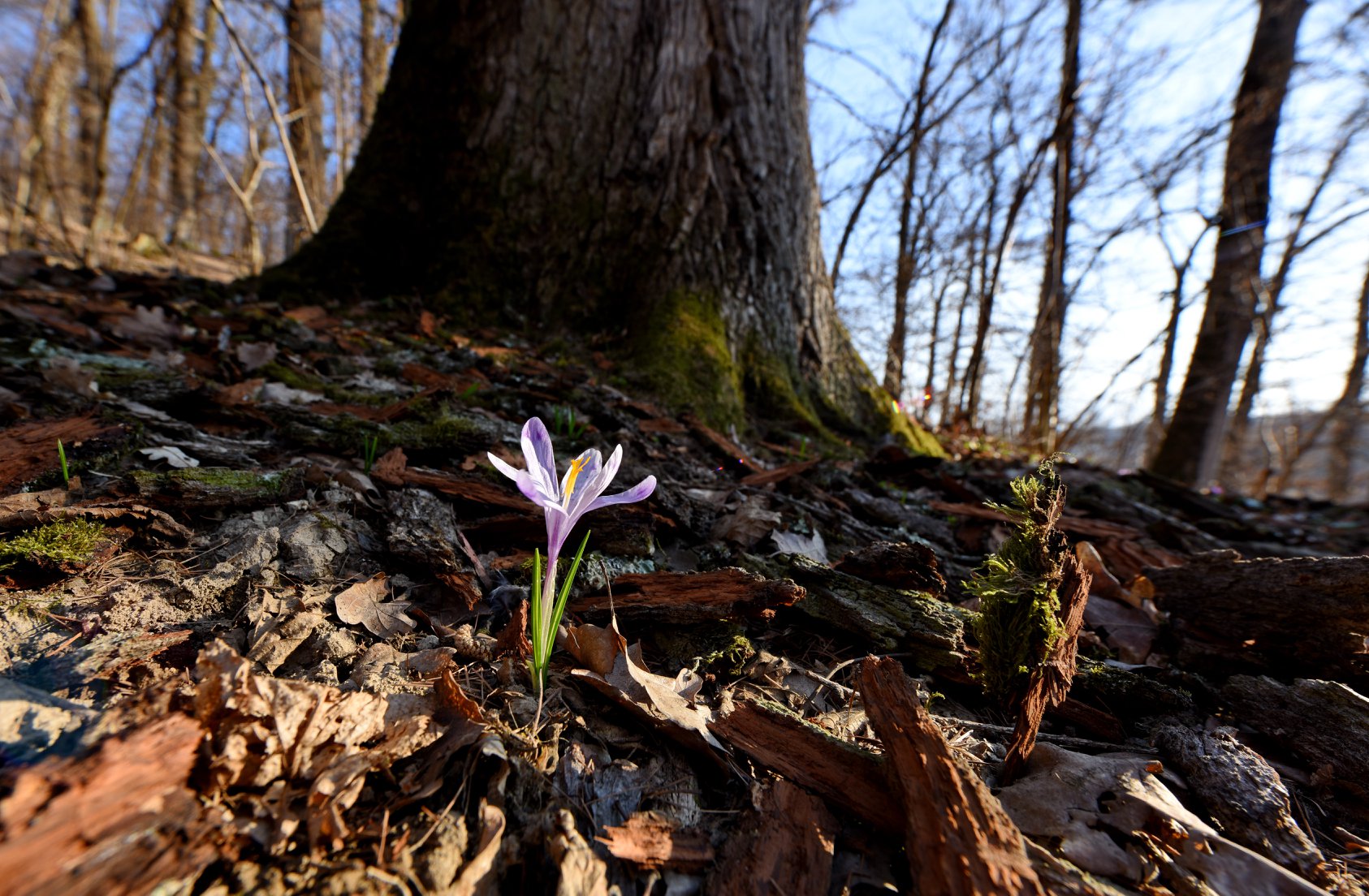  Primavara in Padurea Craiasca - Peter Lengyel