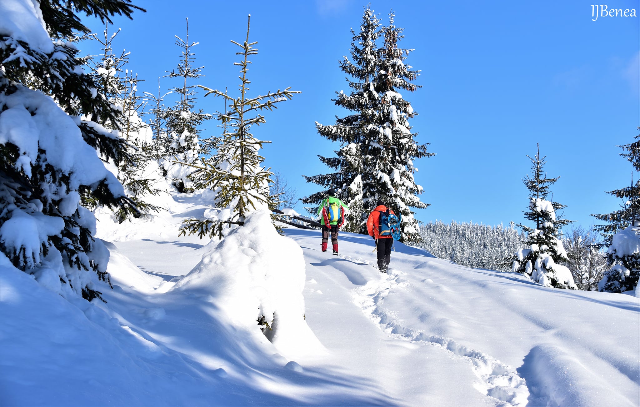  printre brazi pufosi spre Dl Coachii - Ioan Benea Jurca