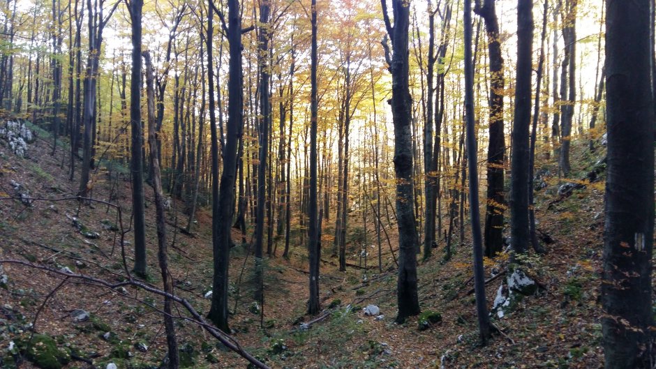 11 BG In padure langa Baile Herculane.jpg