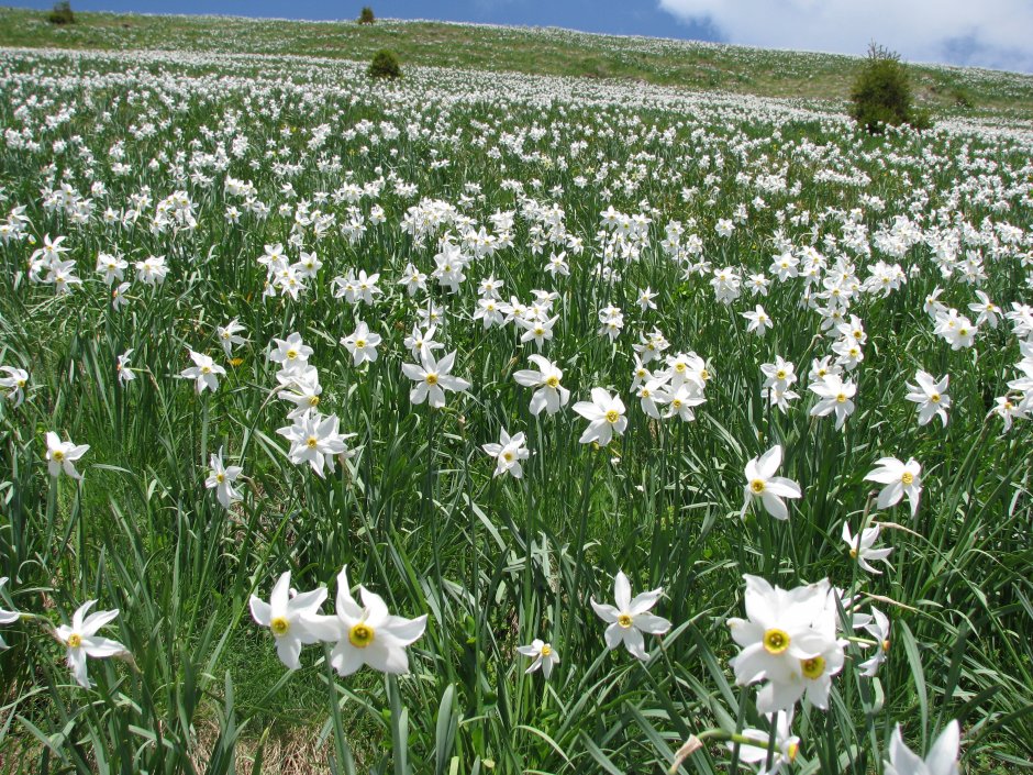  03mn img 27ta poiana cu narcise din saca 1