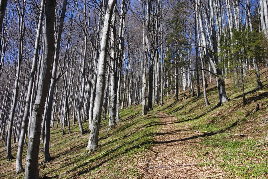  04mn img 03ba intre drumul babesului si dn1a 2