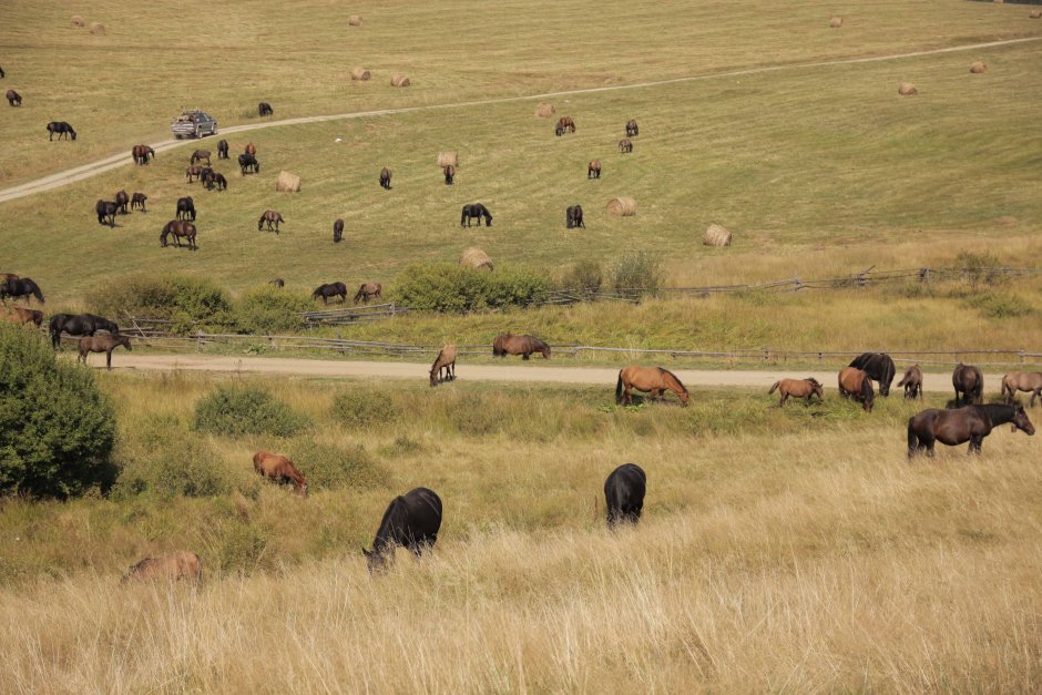  05mb img 36 spre herghelia lucina