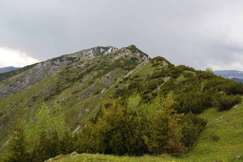  06mn img 30bg culmea piule-plesa 1