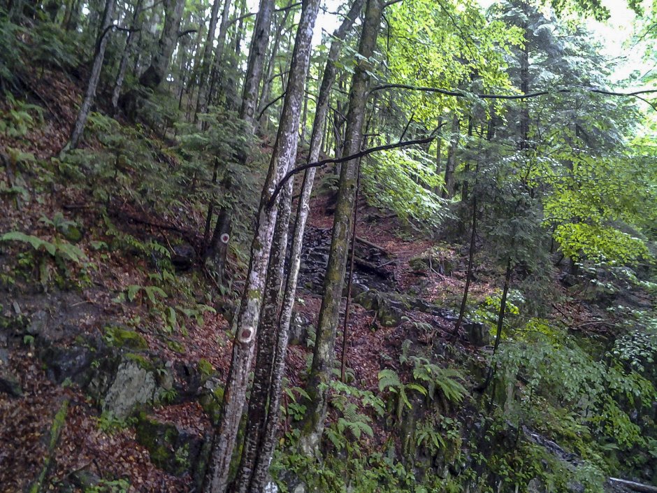  07mn img 08pr pe valea moasei 2