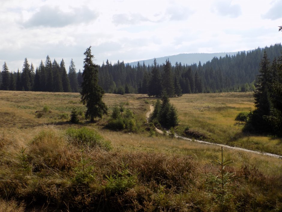 _13MN_img_32 Poiana La Cuciulata.jpg