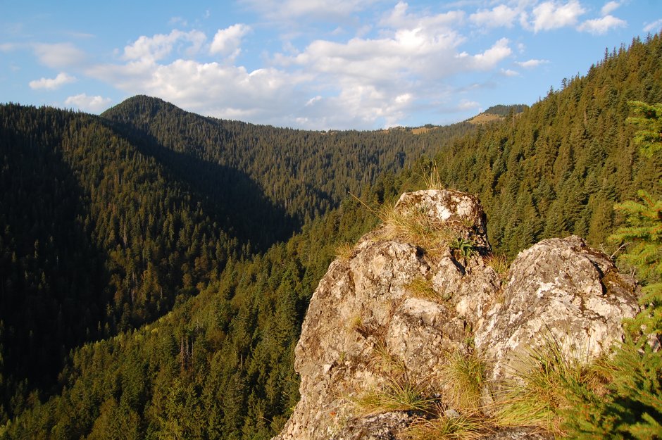  16mn img 24tr belvedere codrul secular slatioara