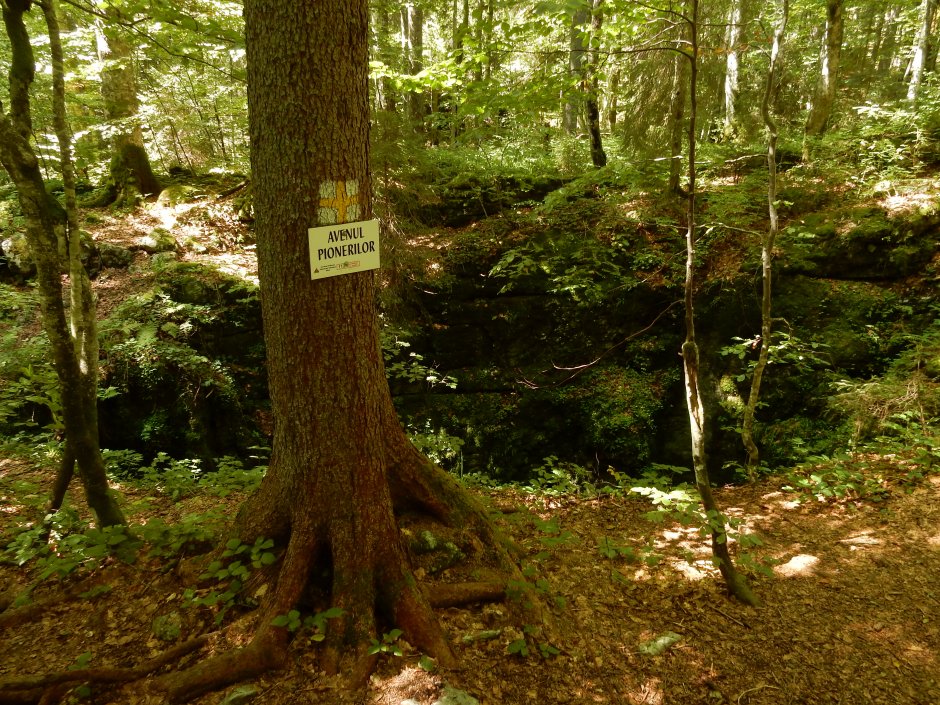  17mn img 06cg avenul pionierilor 0