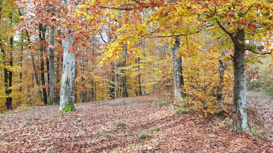  17mn img 34ca de la baita spre vascau 0