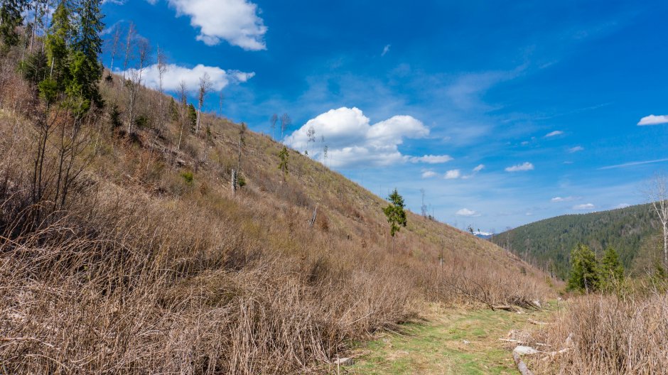  19mn img 24ta culmea vestica a piciorului mandru 0