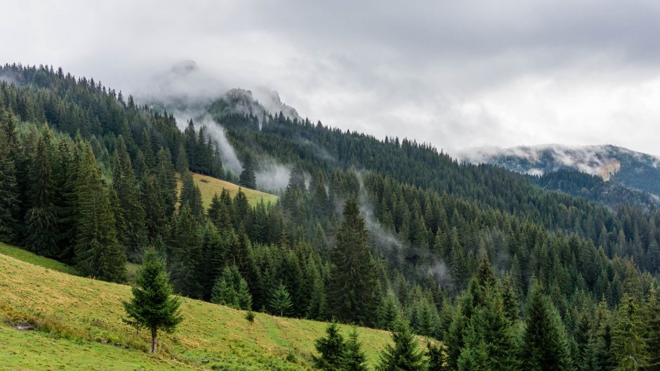  19mn img 42ba vithovosul de pe piciorul vithovos 0