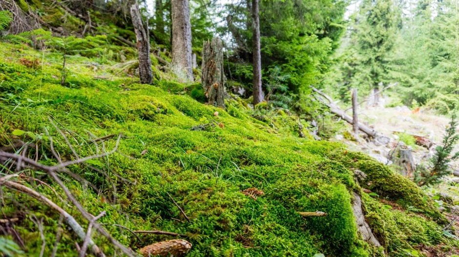  19mn img 63ca muschi la coborare din creasta 0