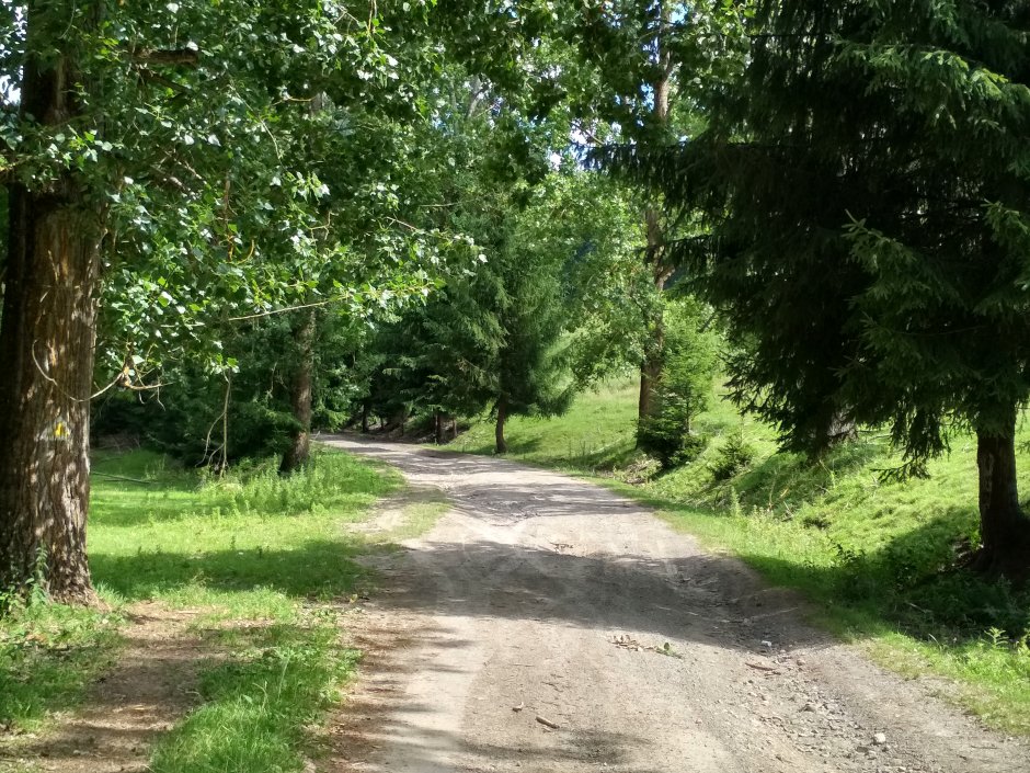  21mn img 24tg drumul forestier spre cabana lacul sfanta ana 0