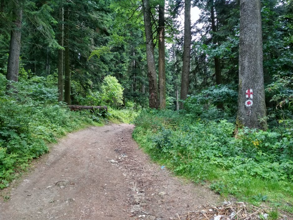  21mn img 25cr drumul forestier in apropiere de orasul baile tusnad 0