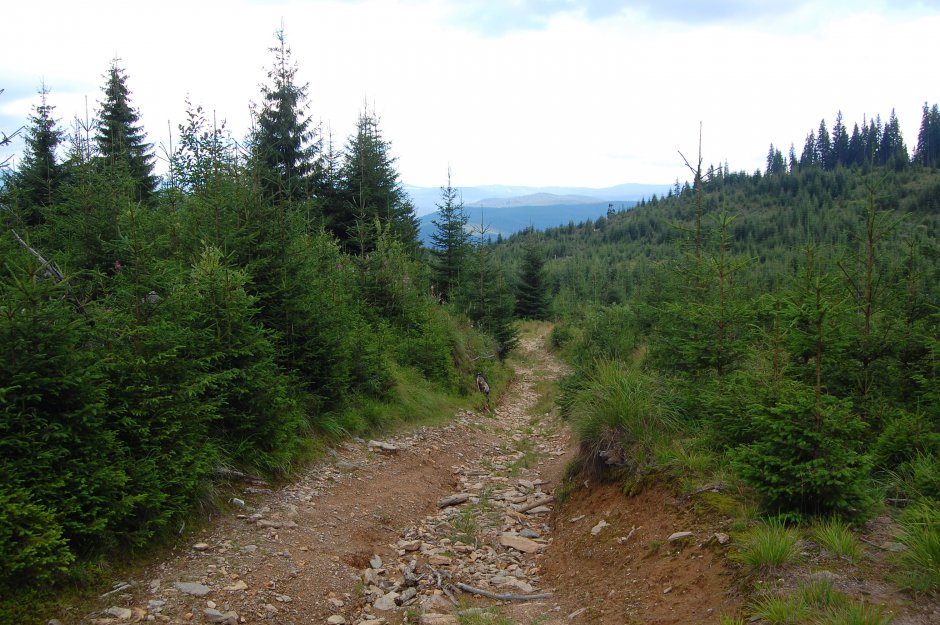  22mn img 10cr - fosta pepiniera