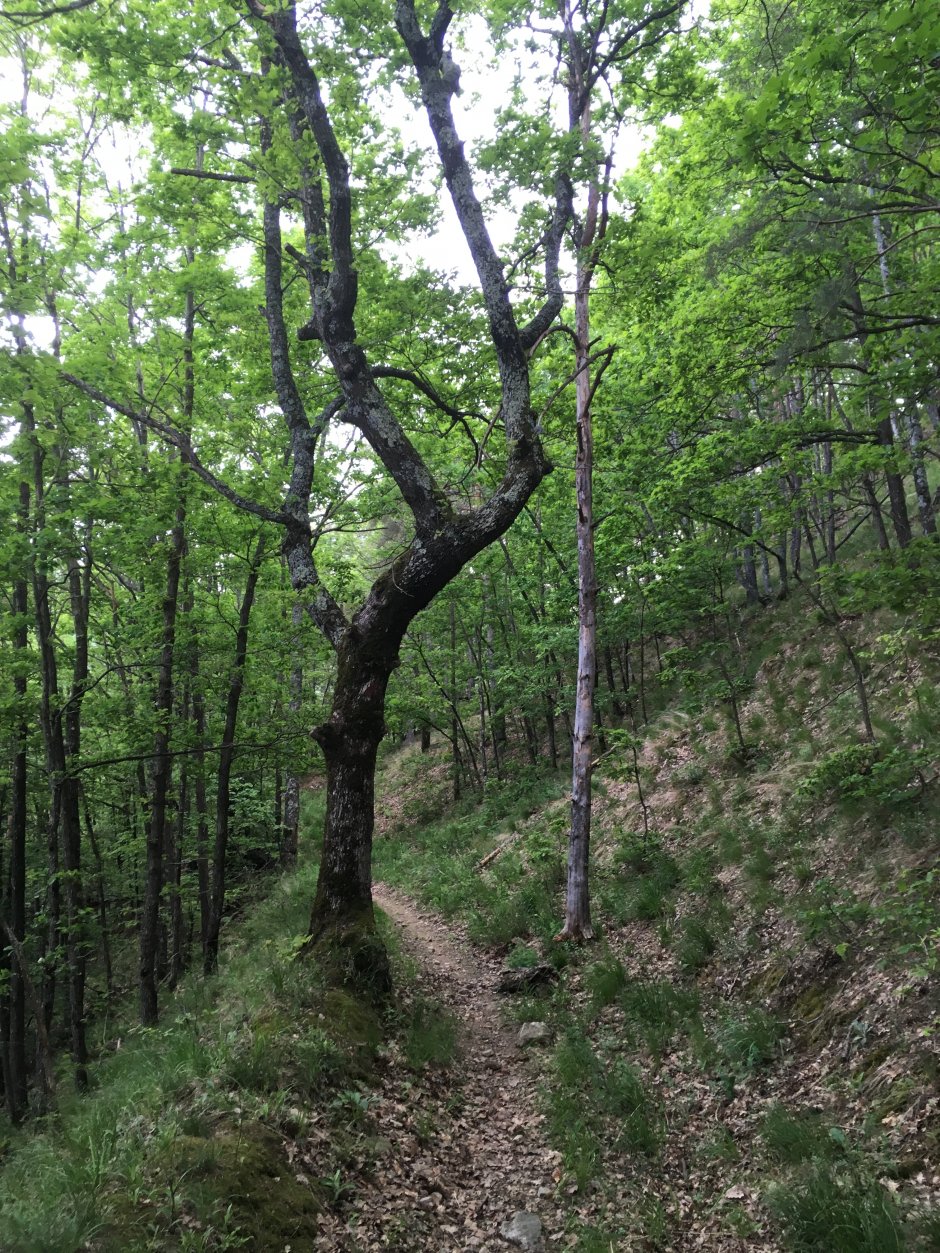  23mn img 12tr carare in padure 0