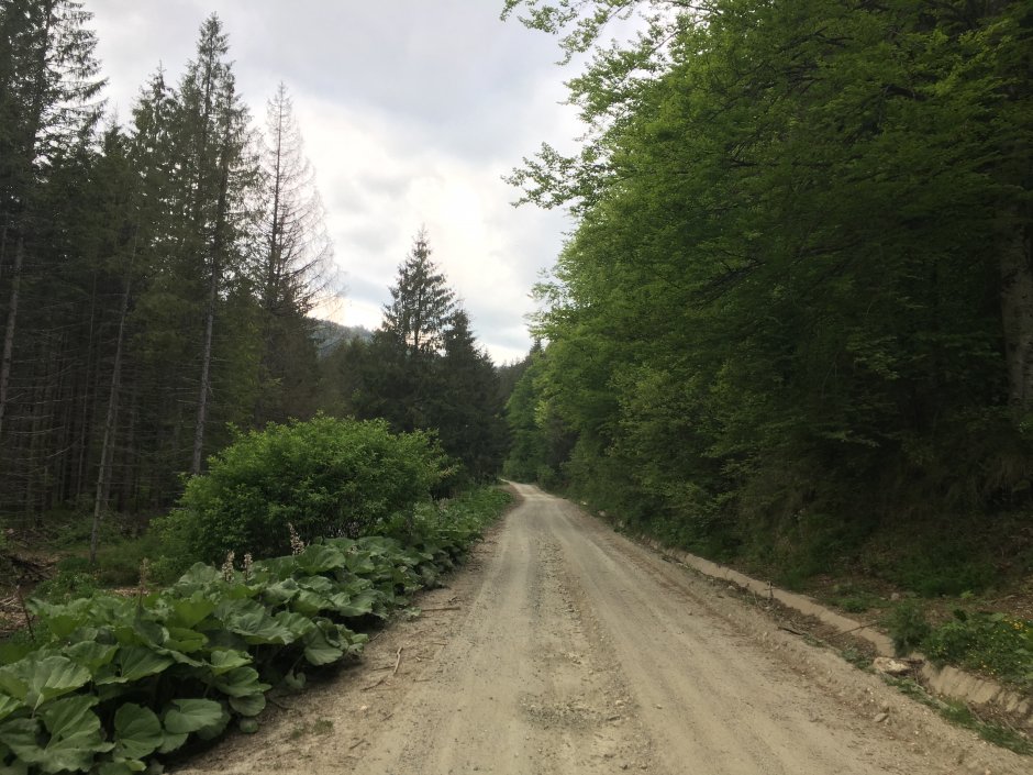  23mn img 22tr drumul forestier spre cabana craciuneasa 0