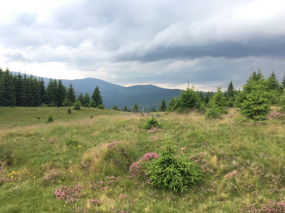  23mn img 25cr poiana 0