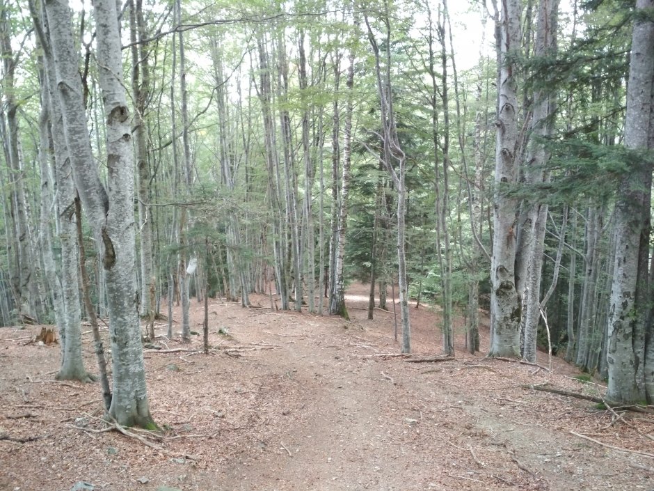  25mn img 03bg poteca in padure