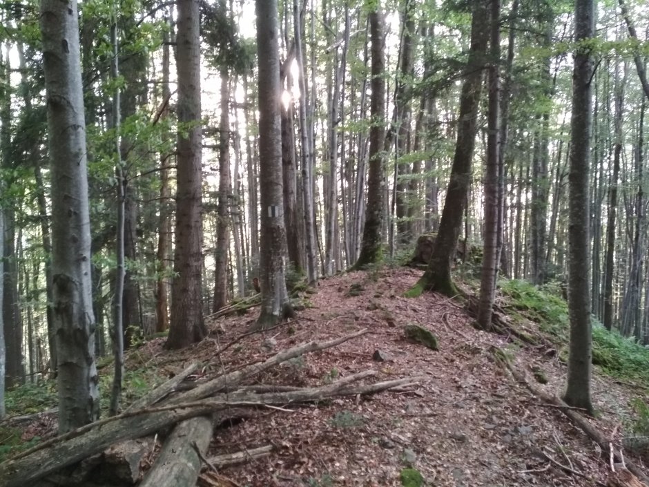  25mn img 10ba padure de amestec