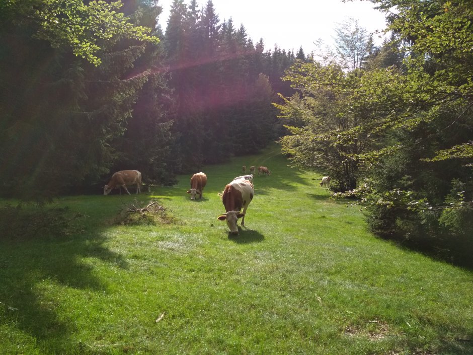  25mn img 11ca pasune alpina 1