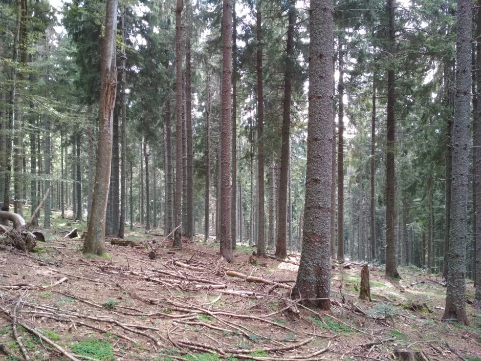  25mn img 11ca poteca in padure 1