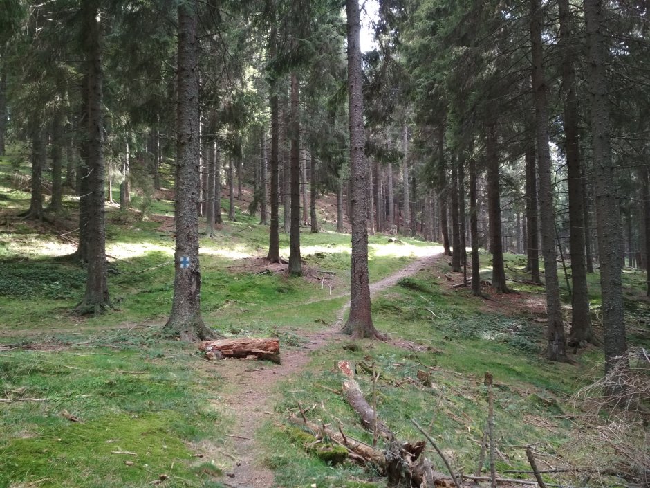  25mn img 11ca poteca in padure 3