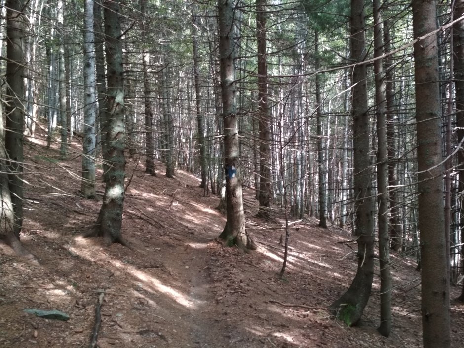  25mn img 11ca poteca in padure 5