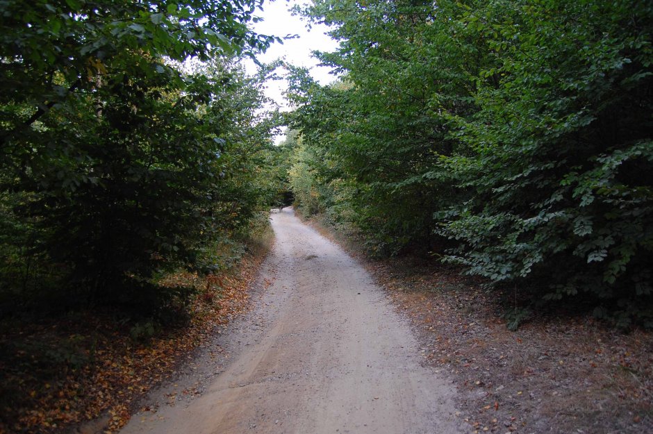  28mn img 06bg drumul de la liziera padurii 3