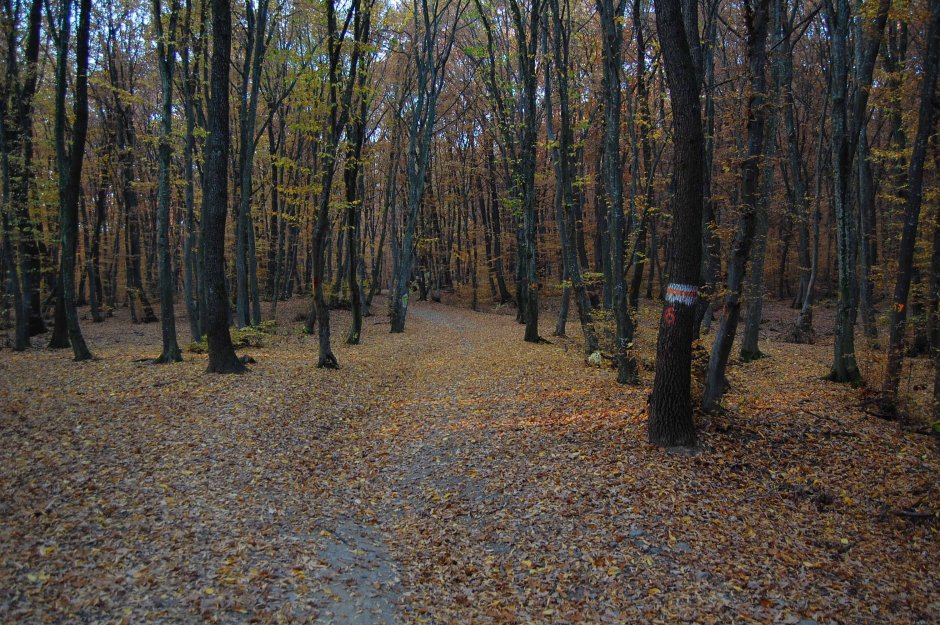  28mn img 12bpo padurea manastur