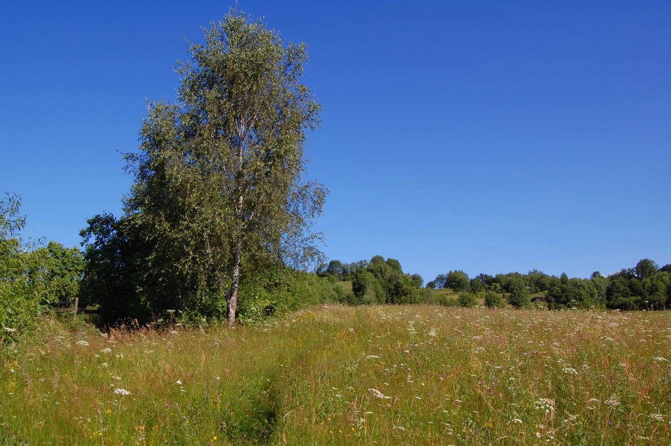  30mn img 02 ta poiana in floresti 1