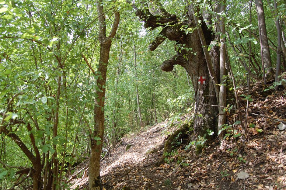  30mn img 11 cr in padure