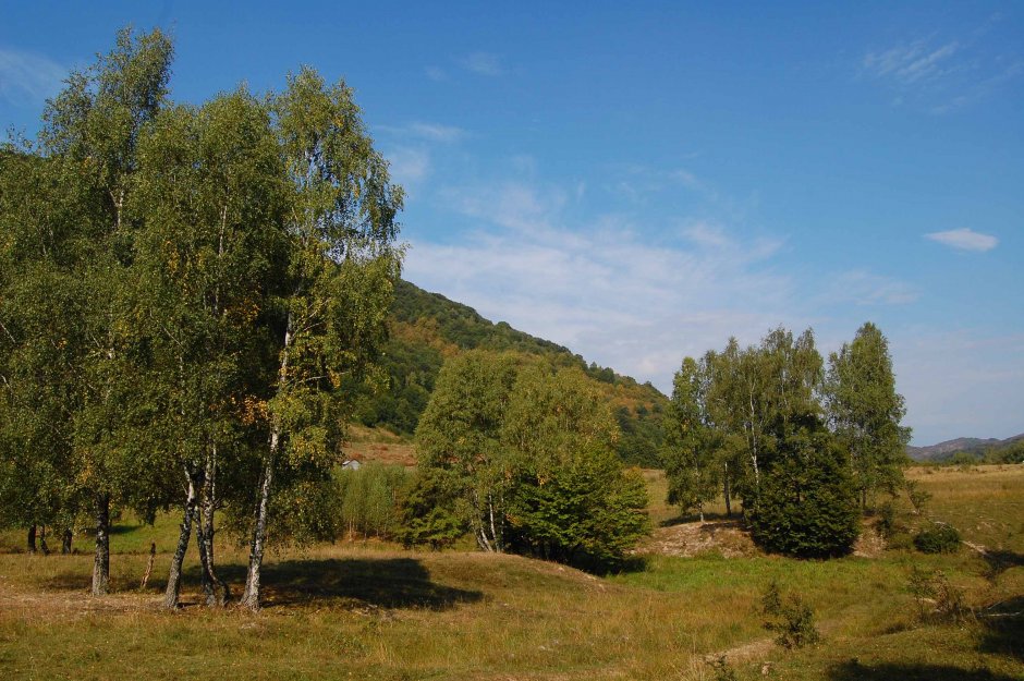  30mn img 11 cr mesteceni langa magurile sacarambului