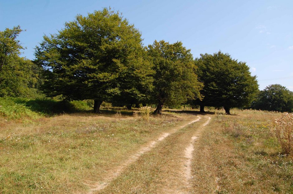  30mn img 11 cr poiana langa magura boiului