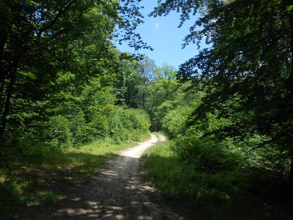  3mb pe spinarea lunga dupa poiana neagului - 01 0