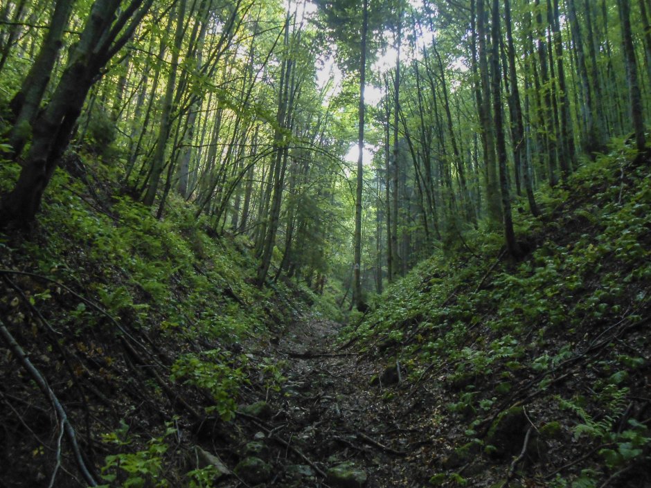  4mn img 16tr pe valea babarunca intre capatul drumului forestier si saua teslei 2