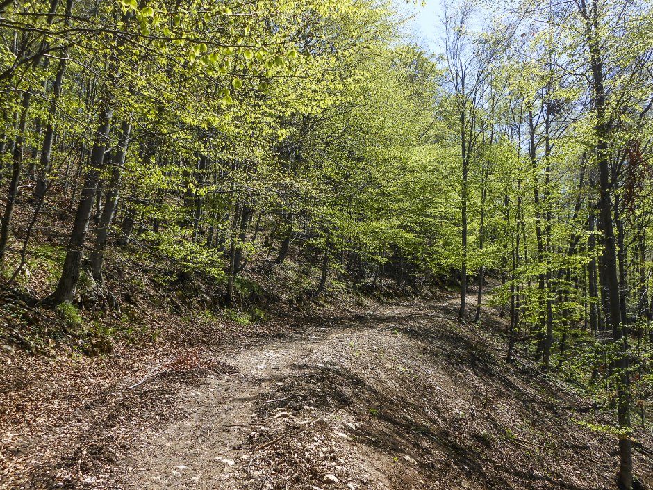  5mn img pe drumul forestier de la dambul morii la bunloc - 02 3