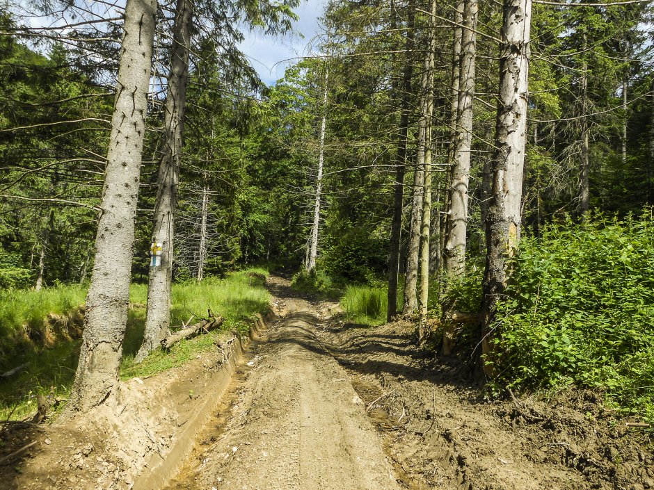  5mn img pe valea poienii - 61 v 2