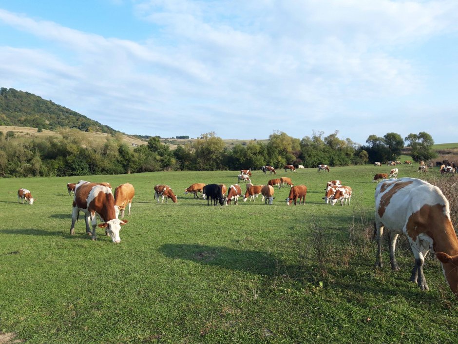  6mb img 11 pe pasune langa viscri