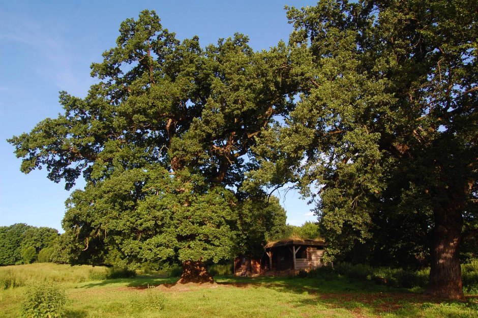  6mb img 15 stejarii seculari de la breite 0