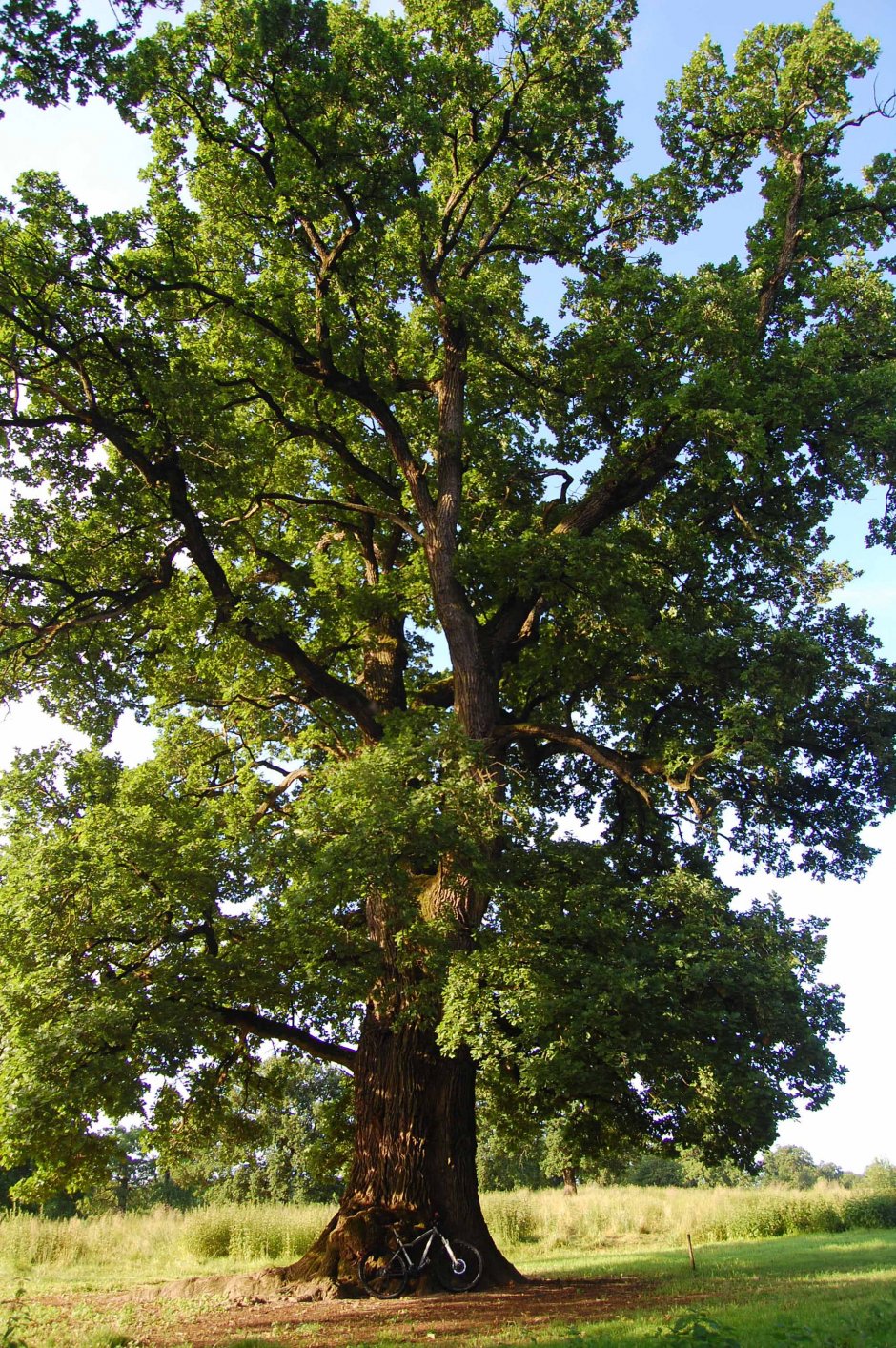  6mb img 16 stejarii seculari de la breite 0