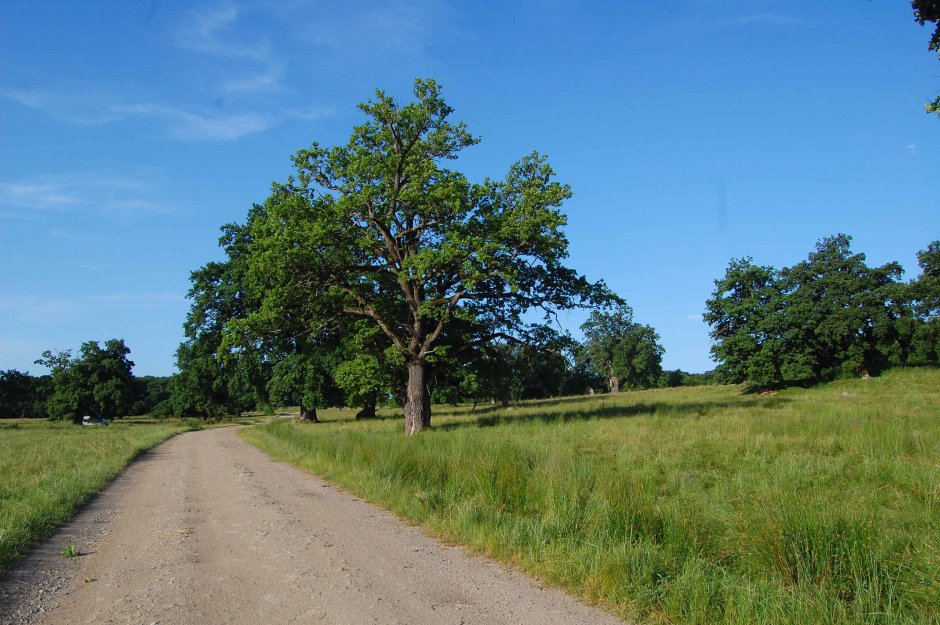  6mb img 16 stejarii seculari de la breite 2 0