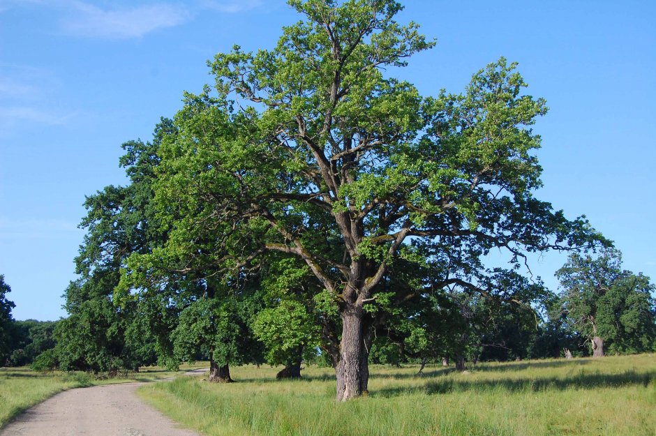  6mb img 16 stejarii seculari de la breite 3 0