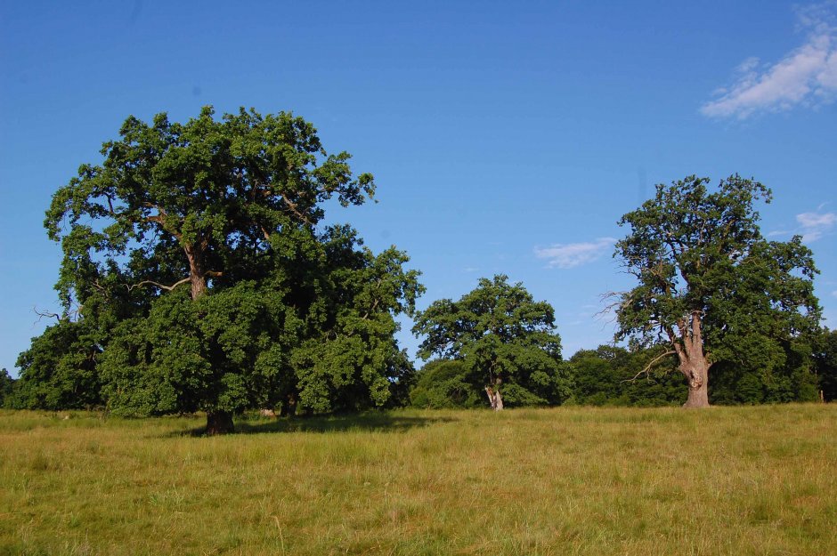  6mb img 16 stejarii seculari de la breite 4 0