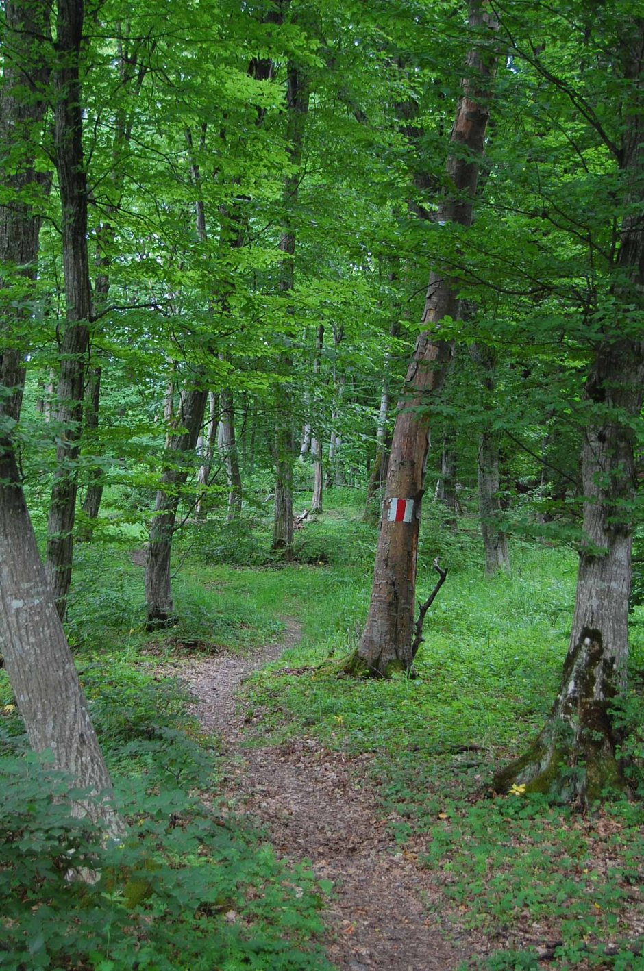  6mb img 17 poteca amenajata pentru bicicleta 0