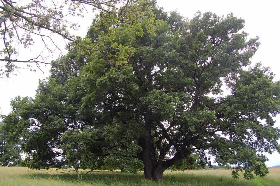  6mb img 17 stejar secular 0