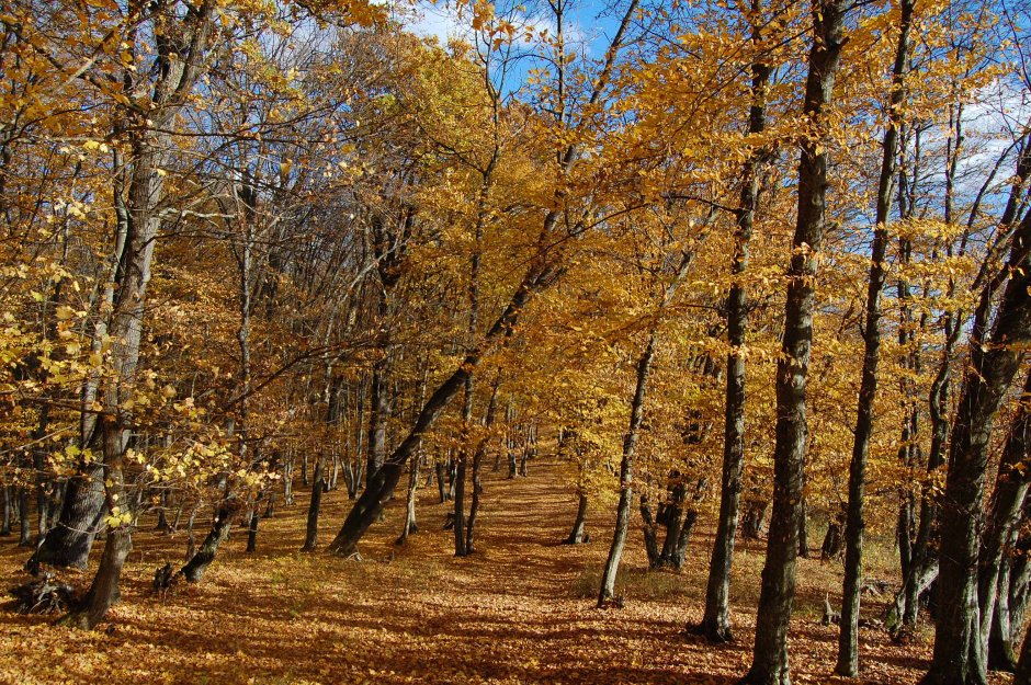  6mb img 31 padurea puricelui 0