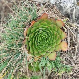 imaginea utilizatorului ursarupetre