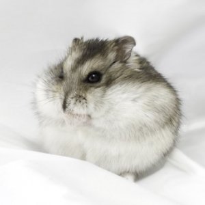 imaginea utilizatorului tudord91