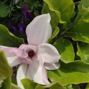 imaginea utilizatorului FlocicaM